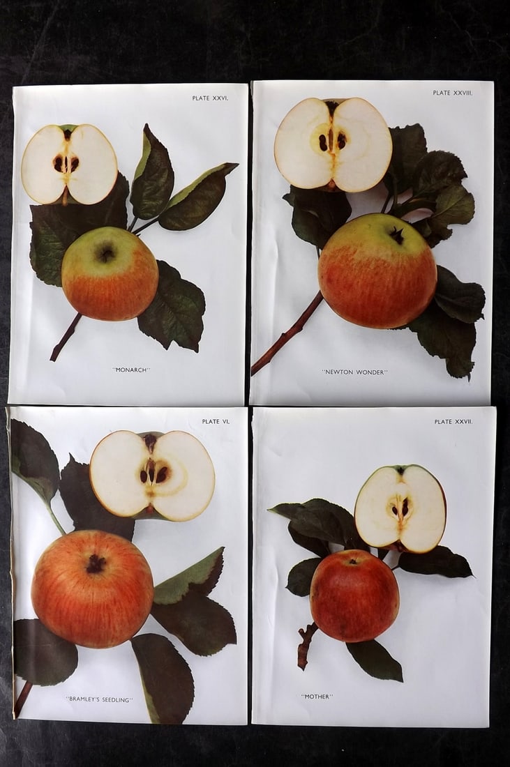 Taylor, H. V. 1947 Lot of 4 Vintage Fruit Prints. Apples (1 of 2)
