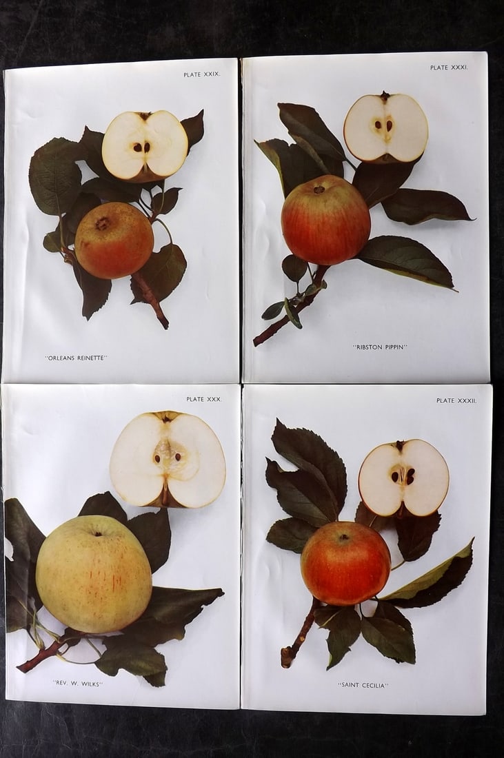 Taylor, H. V. 1947 Lot of 4 Vintage Fruit Prints. Apples (1 of 2)