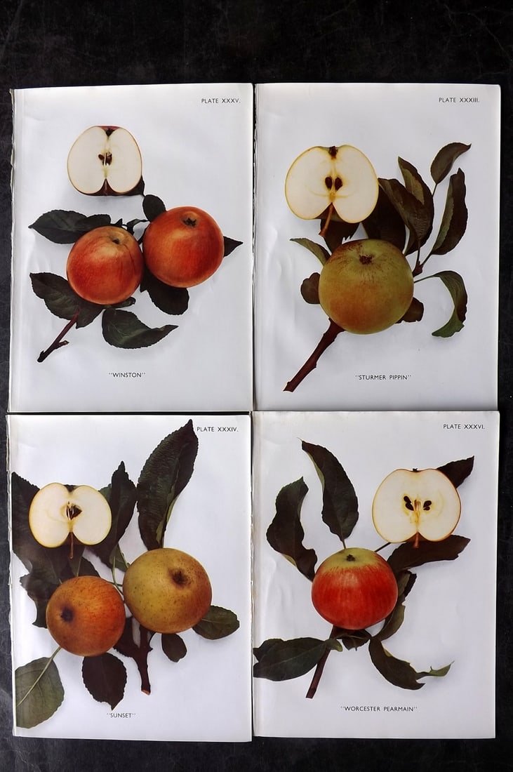 Taylor, H. V. 1947 Lot of 4 Vintage Fruit Prints. Apples (1 of 2)
