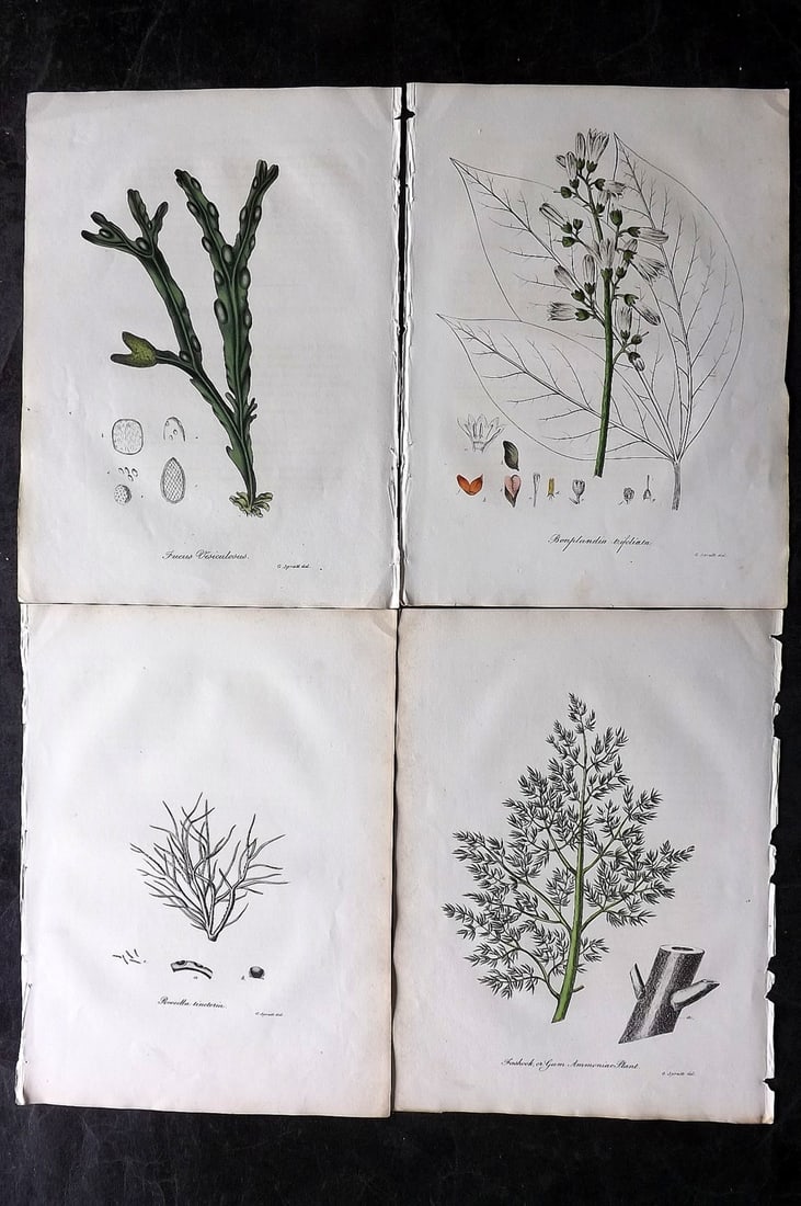 Woodville, William 1832 Lot of 4 Hand Col Botanical Prints (1 of 2)