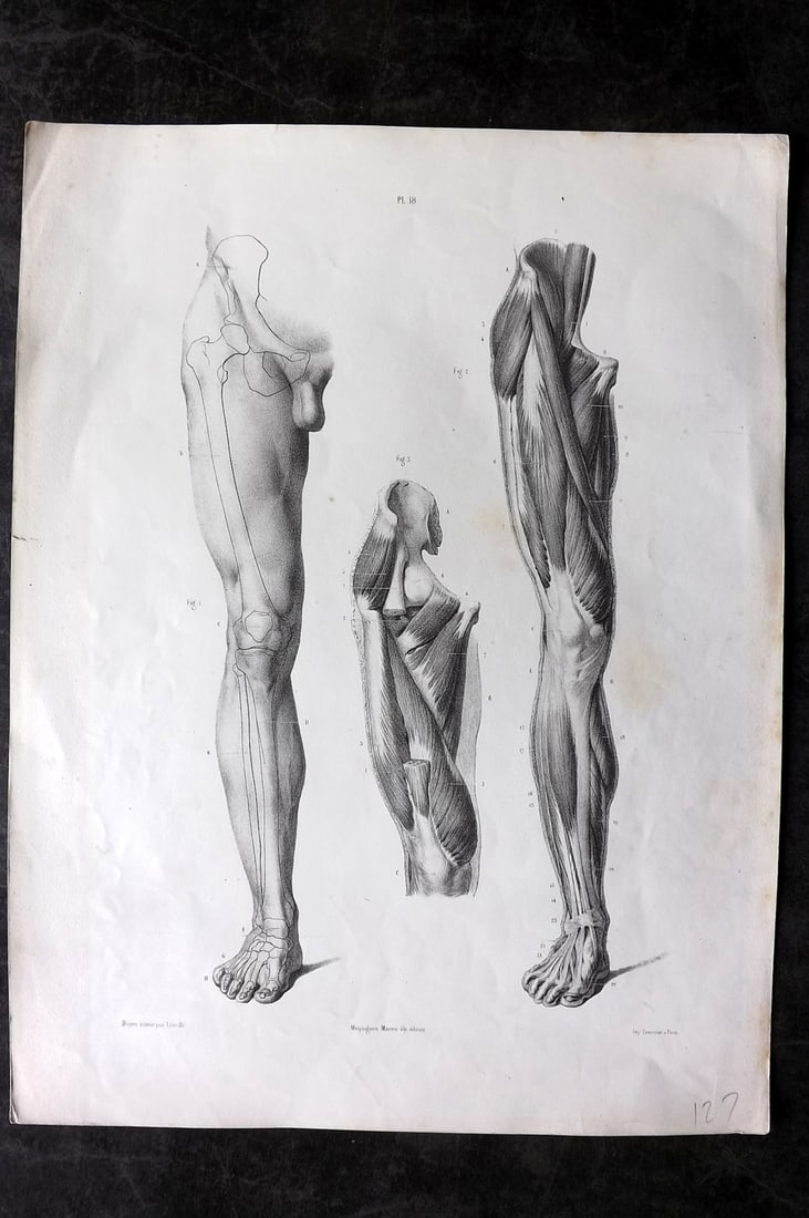 Fau, Dr. Julian 1849 Folio Anatomy Print. Legs 18: Folio Lithograph Published 1849, London for "The Anatomy of the External Forms of Man" by Dr. Julian Fau. Lithographed by Leveille. Edited by Robert Knox. Paper Size: 14 x 10 inch (36 x 25cm) Very Min