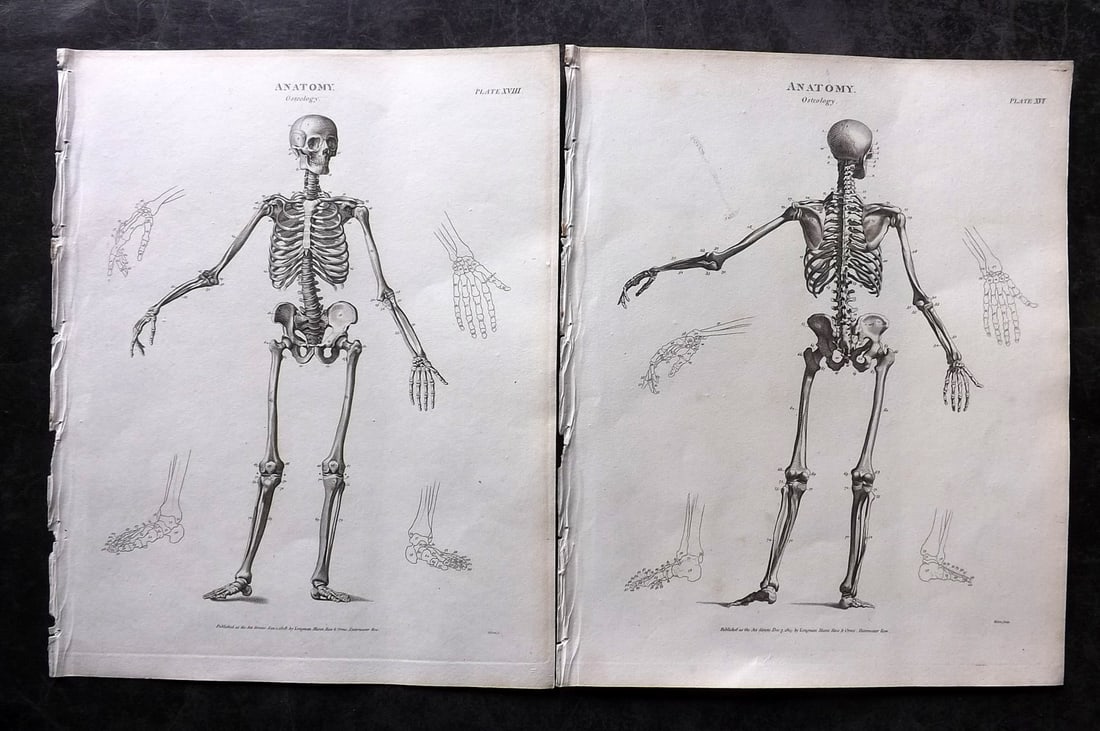 Rees, Abraham 1820 Pair of Anatomy Prints. Osteology Skeletons (1 of 2)