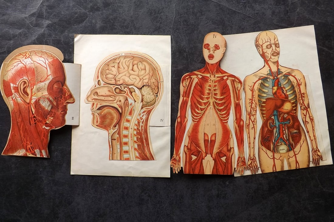 Virtue (Pub) C1910 Pair of Pop Up Anatomy Prints (1 of 2)