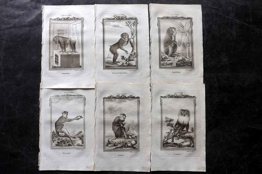 Buffon, Comte de 1785 Lot of 6 Antique Monkey Prints: Copper Plate Published 1785, London for "Natural History, General and Particular" by the Count de Buffon. Translated by William Smellie. Paper Size: 8.5 x 5 inch (22 x 13cm) Good Condition