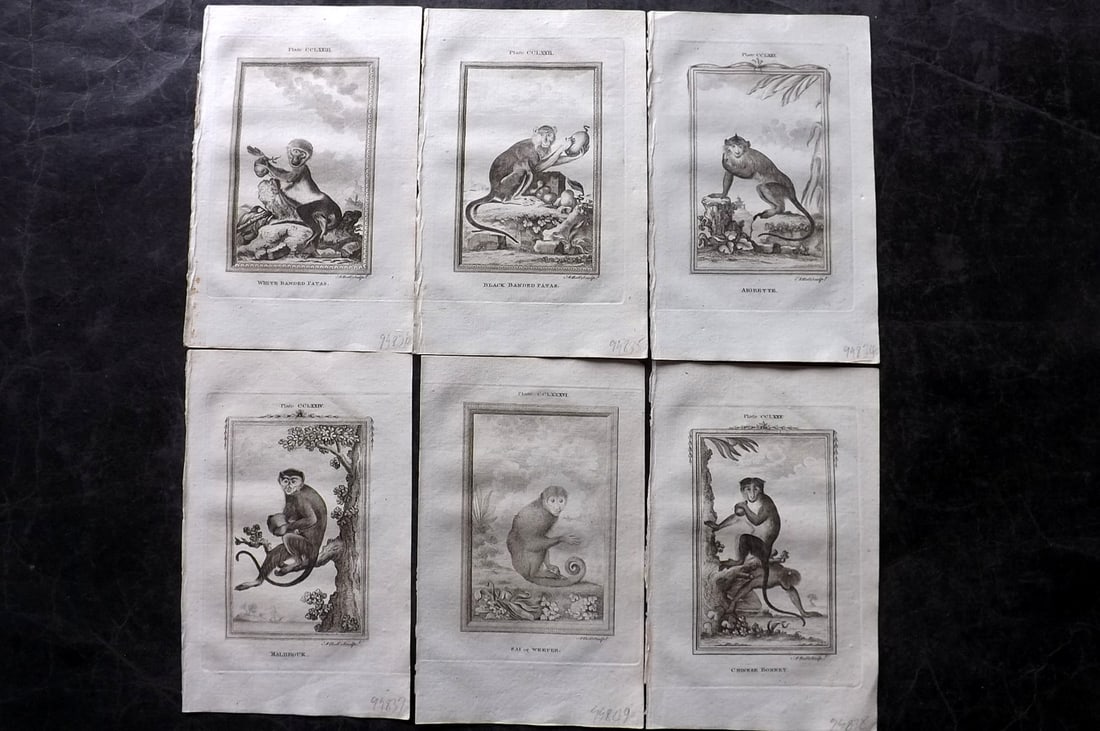 Buffon, Comte de 1785 Lot of 6 Antique Monkey Prints: Copper Plate Published 1785, London for "Natural History, General and Particular" by the Count de Buffon. Translated by William Smellie. Paper Size: 8.5 x 5 inch (22 x 13cm) Good Condition