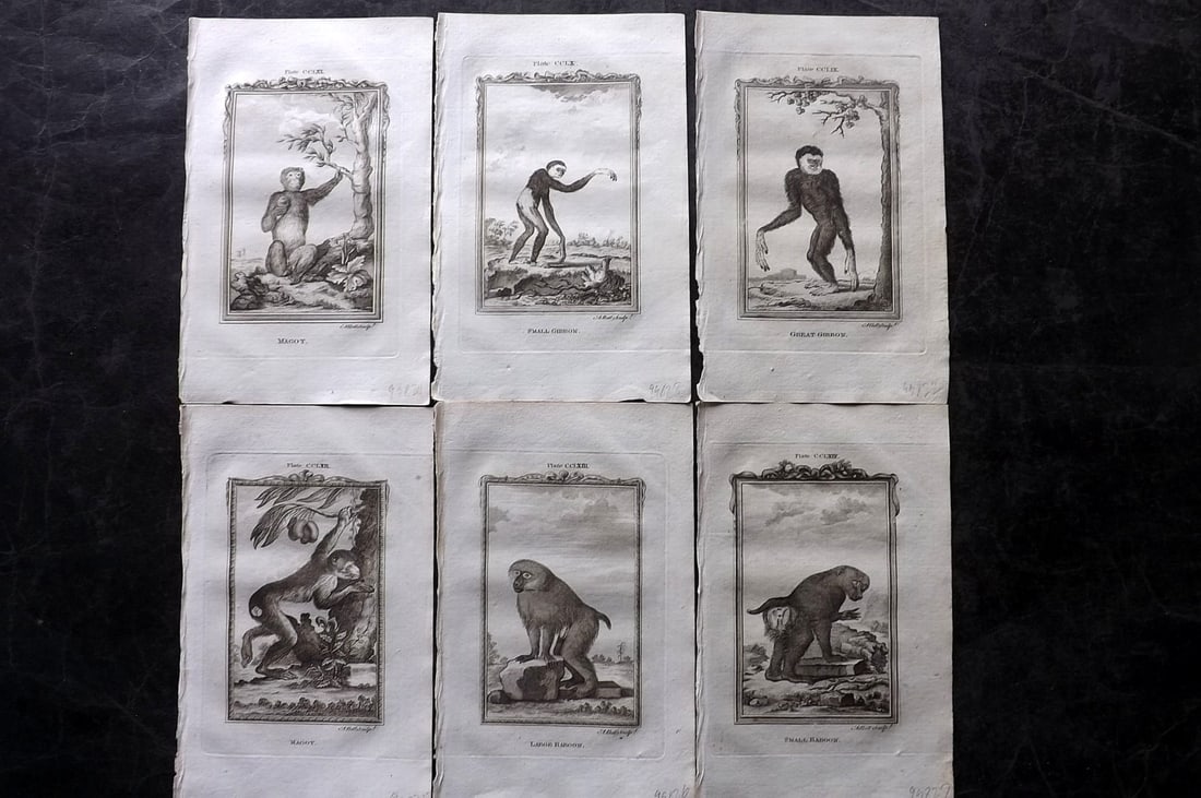 Buffon, Comte de 1785 Lot of 6 Antique Monkey Prints (1 of 2)