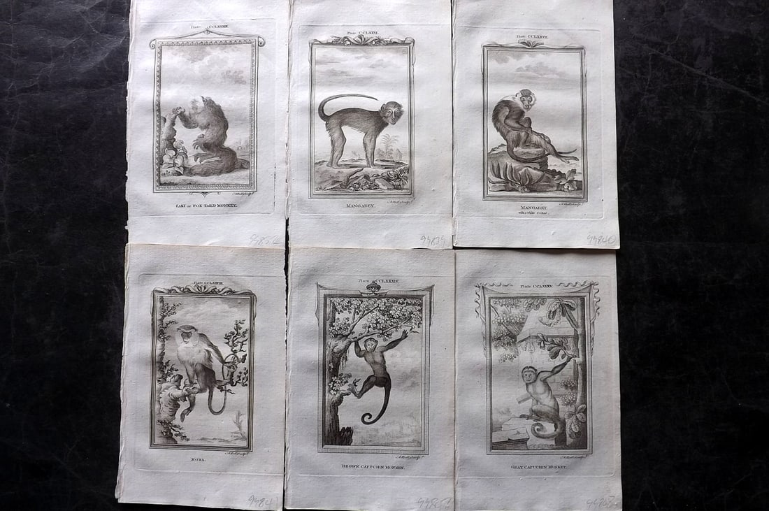 Buffon, Comte de 1785 Lot of 6 Antique Monkey Prints (1 of 2)