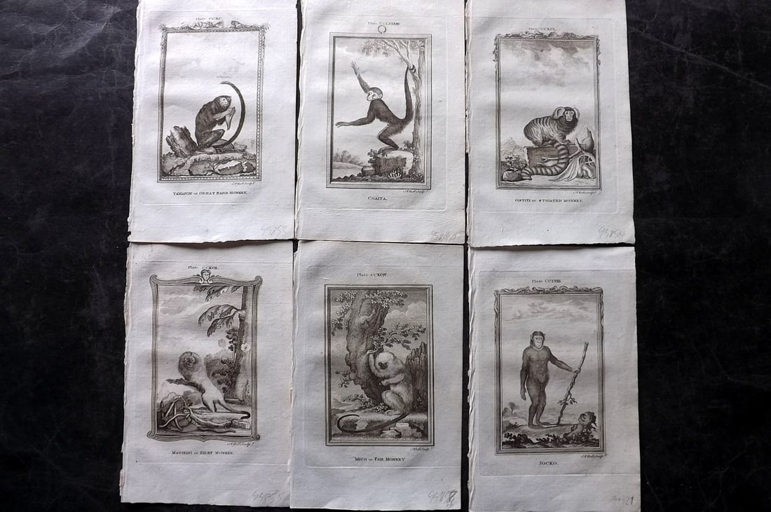 Buffon, Comte de 1785 Lot of 6 Antique Monkey Prints (1 of 2)