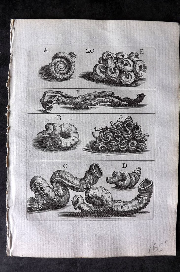 Buonanni, Filippo 1684 Rare Antique Shell Print 20 (1 of 1)