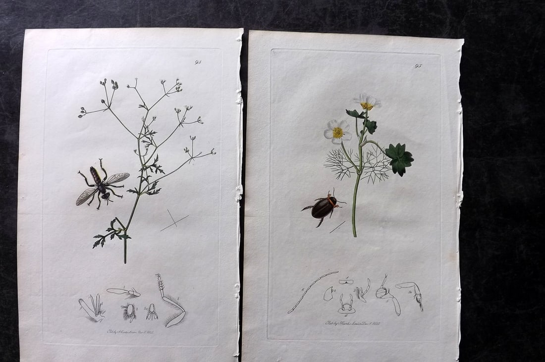 Curtis, John 1824 Pair of HCol Insect Botanical Prints, First Edition (1 of 2)