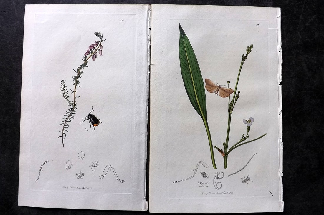 Curtis, John 1824 Pair of HCol Insect Botanical Prints, First Edition (1 of 2)