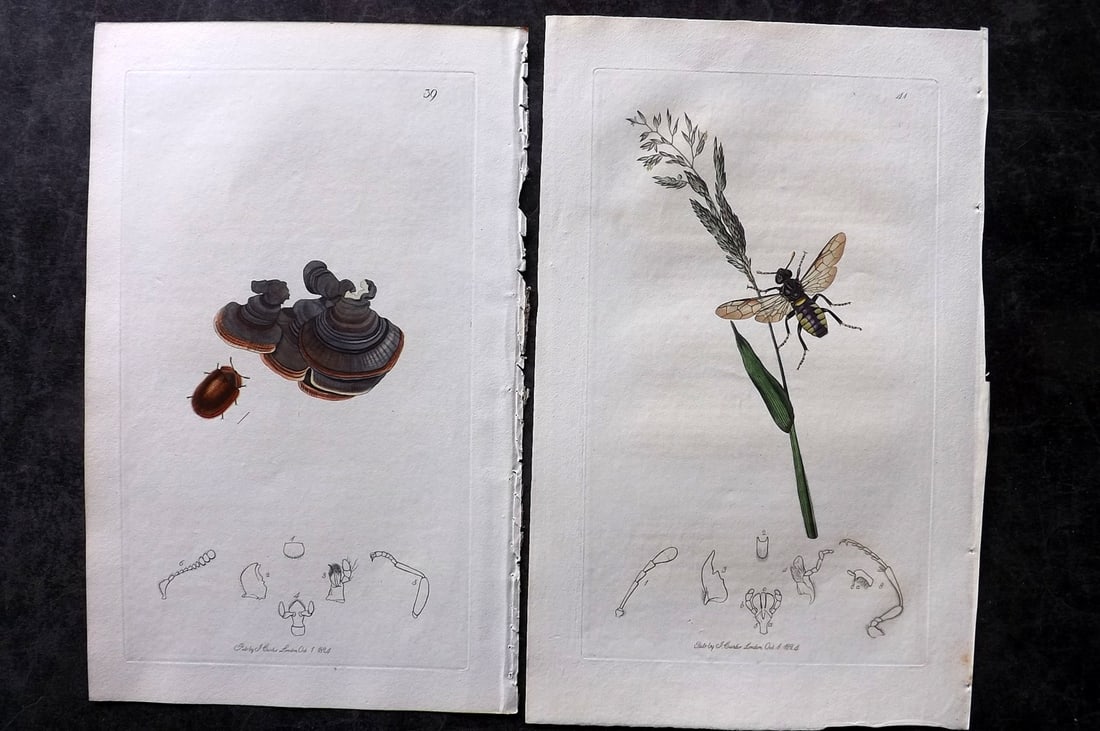 Curtis, John 1824 Pair of HCol Insect Botanical Prints, First Edition (1 of 2)