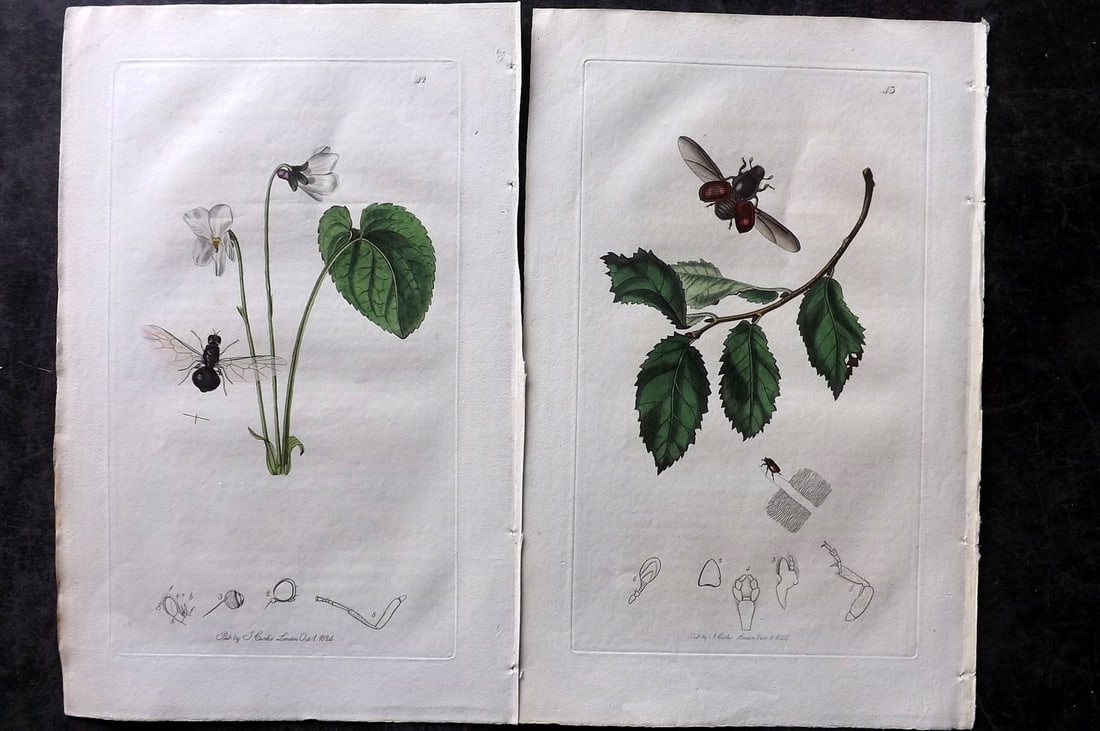 Curtis, John 1824 Pair of HCol Insect Botanical Prints, First Edition (1 of 2)