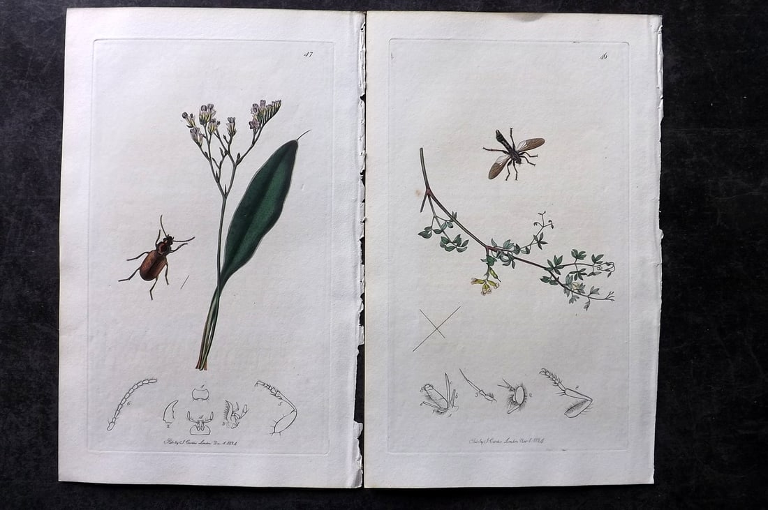 Curtis, John 1824 Pair of HCol Insect Botanical Prints, First Edition (1 of 2)