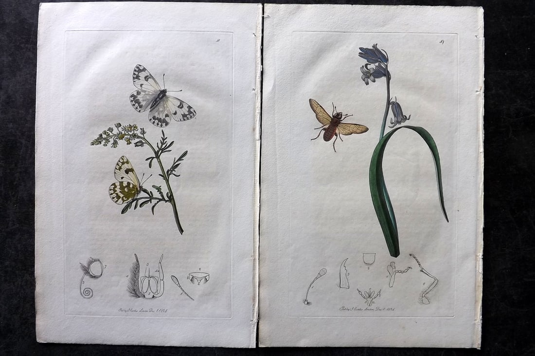 Curtis, John 1824 Pair of HCol Insect Botanical Prints, First Edition (1 of 2)