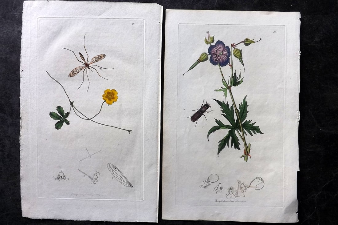Curtis, John 1824 Pair of HCol Insect Botanical Prints, First Edition (1 of 2)
