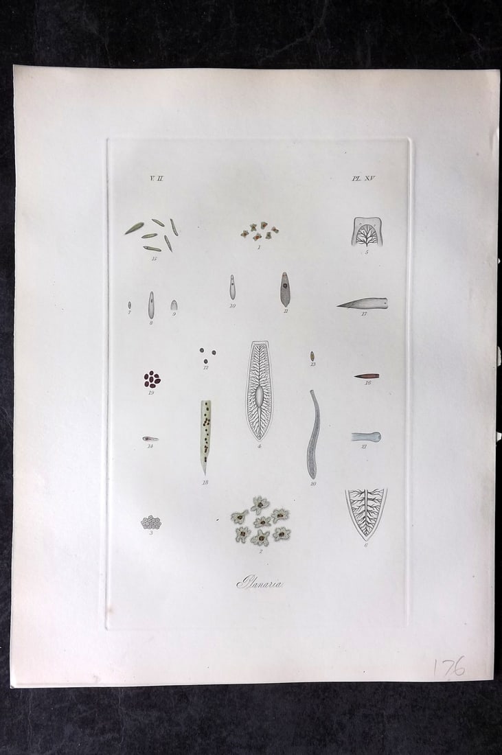 Dalyell. John 1853 Scarce Hand Col Print. Planaria Marine Worms 15: Hand Colored Etching Published 1851-58, London for "The Powers of the Creator displayed in the Creation..." by Sir John Graham Dalyell. Paper Size: 11 x 8.5 inch (28 x 22cm) Good Condition