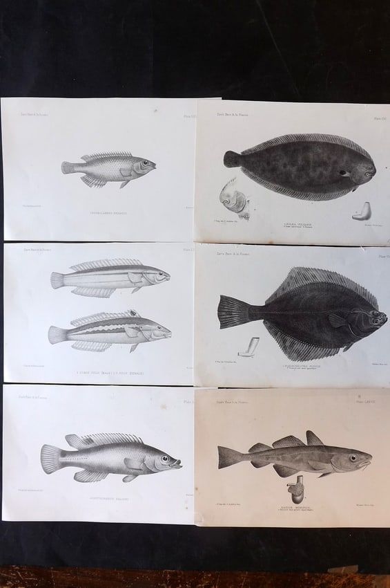 Day, Francis 1884 Lot of 6 Antique Fish Prints: Lithographs Published 1880-84, London for "The Fishes of Great Britain and Ireland" by Francis Day. Paper Size: 10 x 7 inch (26 x 18cm) Some tone spotting present. Good overall