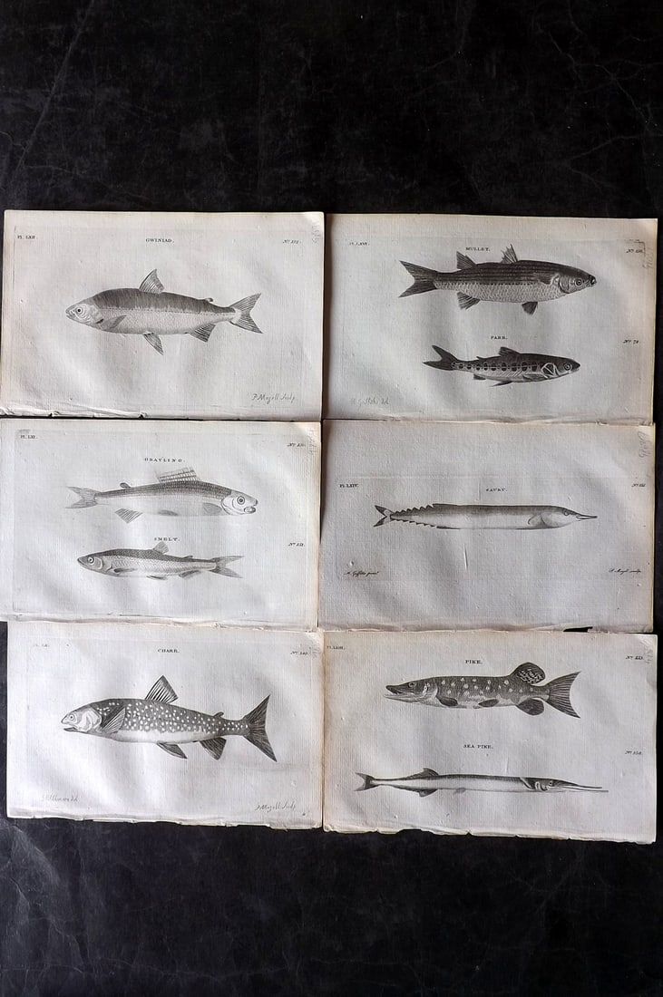 Pennant, Thomas 1776 Lot of 6 Antique Fish Prints: Copper Plates Published 1776-77, London for "British Zoology" by Thomas Pennant. Paper Size: 8 x 5 inch (21 x 13cm) Good Condition