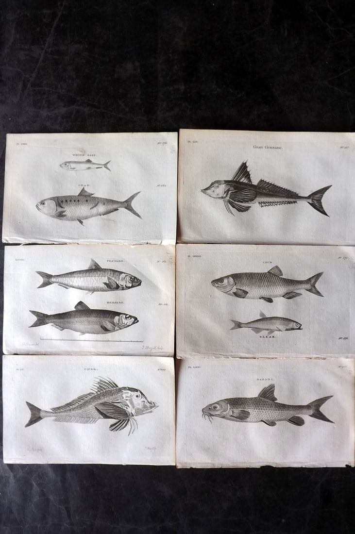 Pennant, Thomas 1776 Lot of 6 Antique Fish Prints: Copper Plates Published 1776-77, London for "British Zoology" by Thomas Pennant. Paper Size: 8 x 5 inch (21 x 13cm) Good Condition