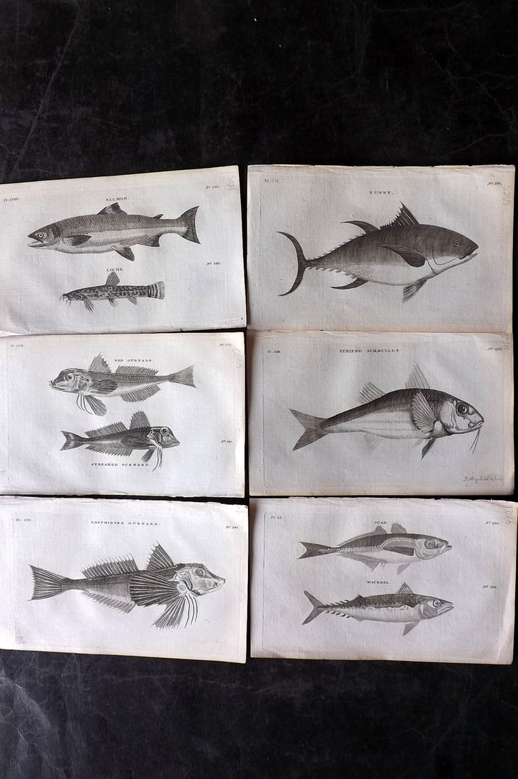 Pennant, Thomas 1776 Lot of 6 Antique Fish Prints: Copper Plates Published 1776-77, London for "British Zoology" by Thomas Pennant. Paper Size: 8 x 5 inch (21 x 13cm) Good Condition