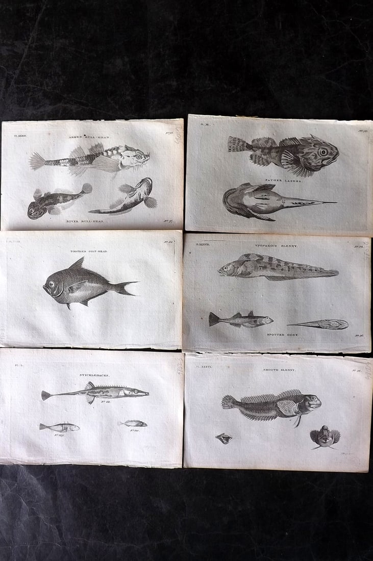 Pennant, Thomas 1776 Lot of 6 Antique Fish Prints: Copper Plates Published 1776-77, London for "British Zoology" by Thomas Pennant. Paper Size: 8 x 5 inch (21 x 13cm) Good Condition