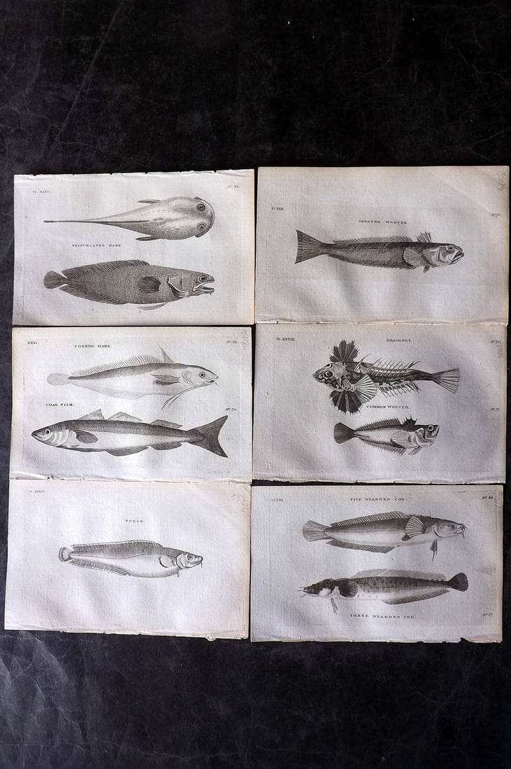 Pennant, Thomas 1776 Lot of 6 Antique Fish Prints: Copper Plates Published 1776-77, London for "British Zoology" by Thomas Pennant. Paper Size: 8 x 5 inch (21 x 13cm) Good Condition