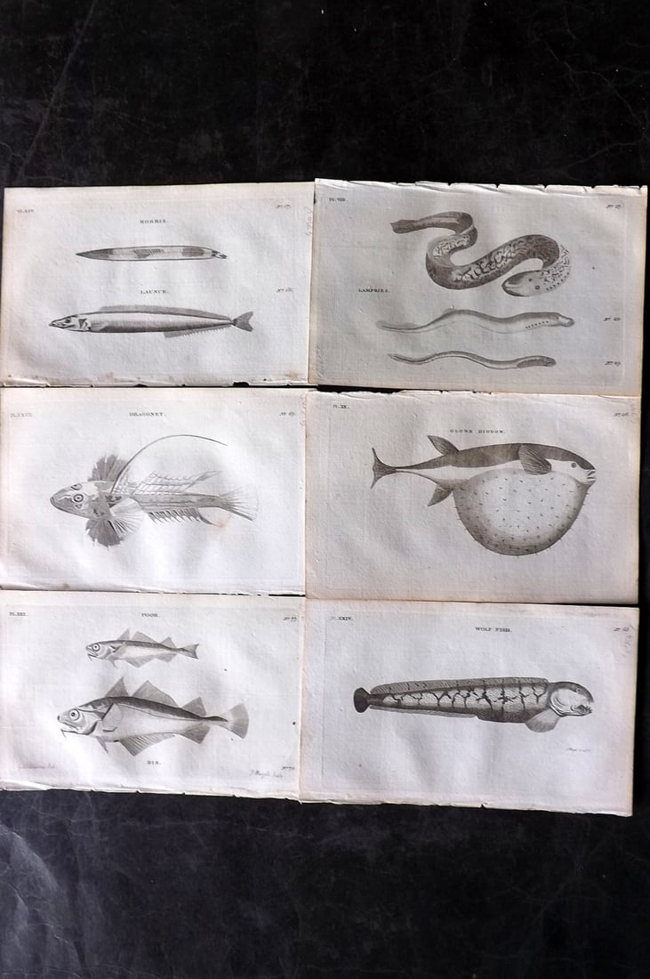 Pennant, Thomas 1776 Lot of 6 Antique Fish Prints: Copper Plates Published 1776-77, London for "British Zoology" by Thomas Pennant. Paper Size: 8 x 5 inch (21 x 13cm) Good Condition