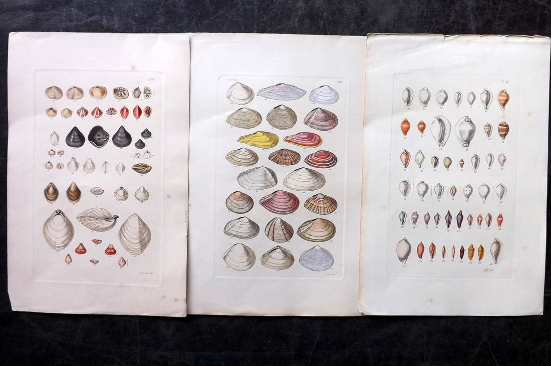 Sowerby, George C1880 Lot Of 3 Hand Col Shell Prints (1 of 2)