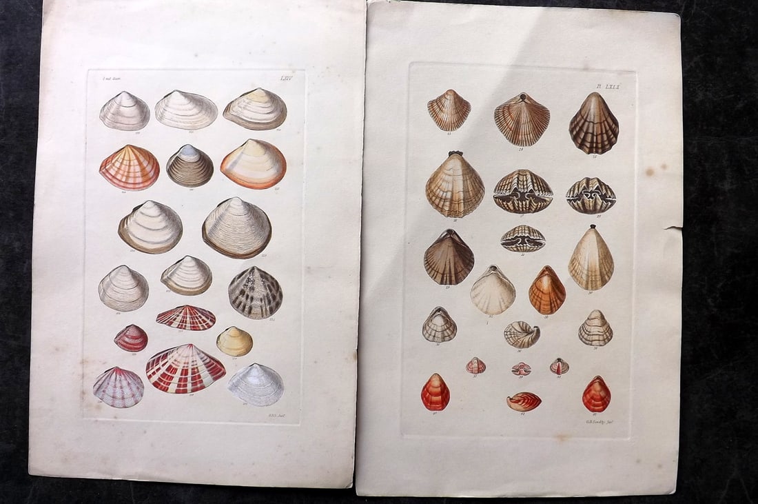 Sowerby, George C1880 Pair of Hand Col Shell Prints (1 of 2)