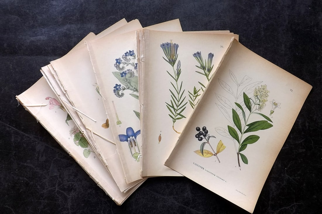 Lindman, Carl 1905 Lot of 30 Antique Botanical Prints (1 of 5)