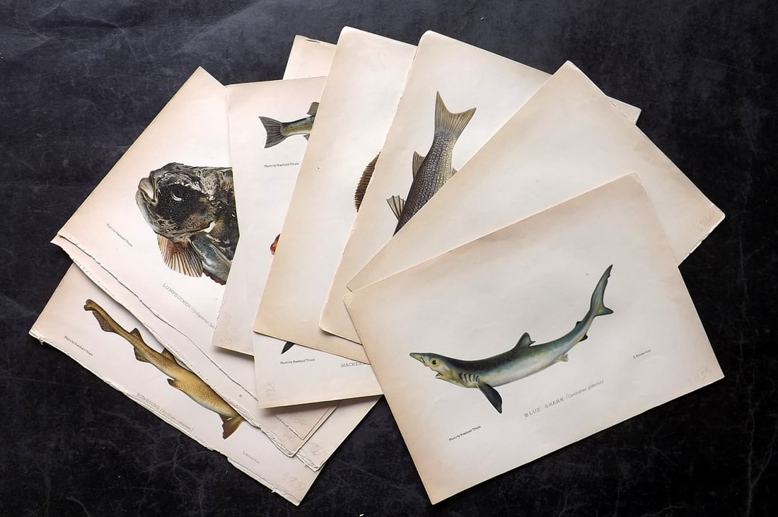 Aflalo, F. G. 1904 Lot of 10 Antique Fish Prints: Chromolithographs Published 1904, London for "British Salt-Water Fishes" by F. G. Aflalo. Illustrated from Photographs by Reinhold Thiele. Paper Size: 9 x 7 inch (25 x 18cm) Good Condition overall