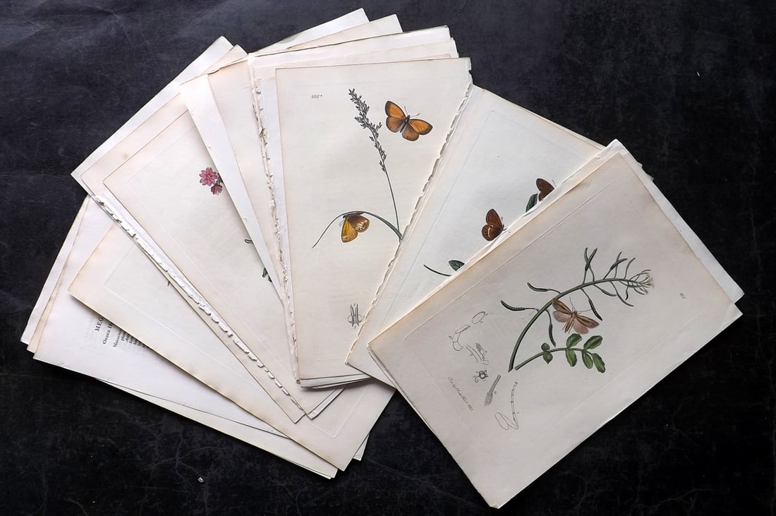 Curtis, John 1820's Lot of 12 HCol Insect Botanical Prints, First Edition: Hand Colored Etchings Published 1823-39, London for "British Entomology: Being Illustrations and Descriptions of the Genera of Insects found in Great Britain and Ireland" by John Curtis. With accompan
