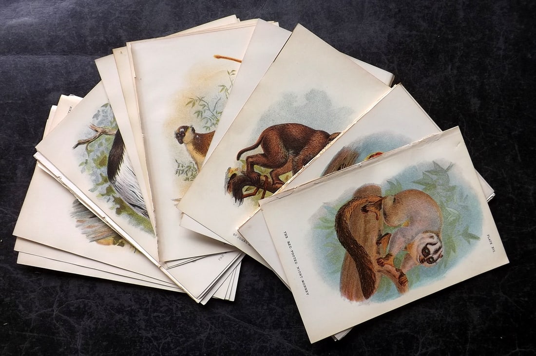 Lloyds's 1897 Lot of 24 Antique Prints. Monkeys, Primates: Chromolithographs Published 1894-97, London for "Lloyds's Natural History..." Edited by R. Bowdler Sharpe, W. F. Kirby, H. O. Forbes, R. Lydekker, and W. R. Olive-Grant. Illustrated after Keulemans, G