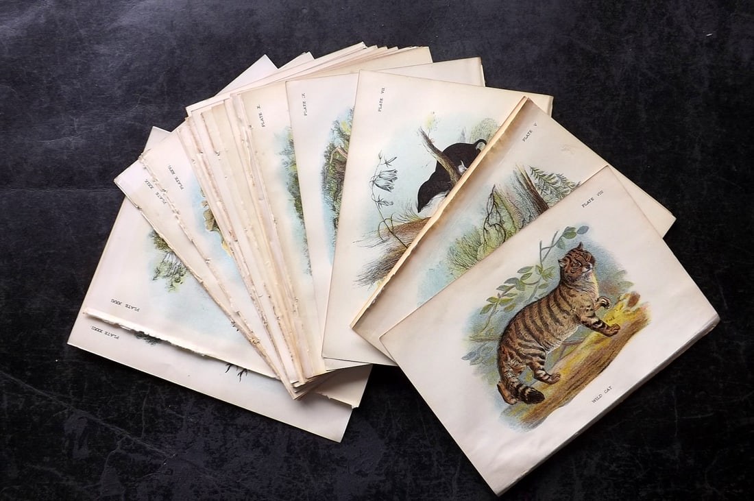 Lloyds's 1897 Lot of 28 Antique Prints. British Mammals: Chromolithographs Published 1894-97, London for "Lloyds's Natural History..." Edited by R. Bowdler Sharpe, W. F. Kirby, H. O. Forbes, R. Lydekker, and W. R. Olive-Grant. Illustrated after Keulemans, G