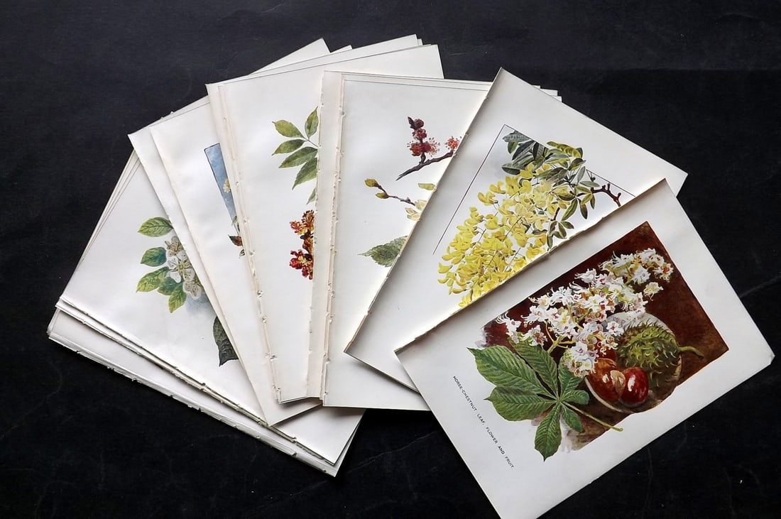 Boulger, George 1907 Lot of 17 Botanical & Fruit Prints (1 of 4)