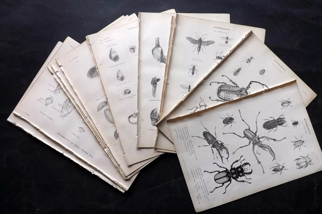 Richardson, John 1862 Lot of 36 Natural History Prints: Steel Engravings/Etchings Published 1859-62 by William Mackenzie, Edinburgh & London for "The Museum of Natural History" by John Richardson. Paper Size: 10.5 x 7 inch (27 x 18cm) Good Condition