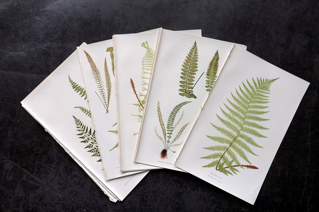 Druery, Charles C1910 Lot of 14 Antique Fern Prints (1 of 3)