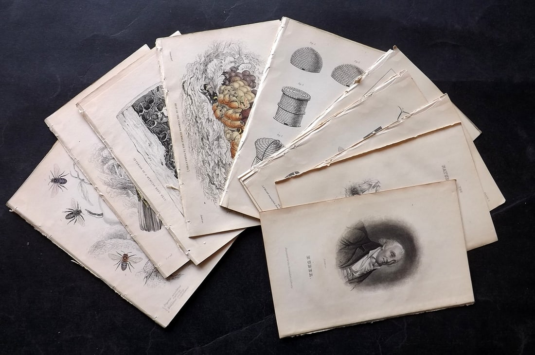 Jardine, William 1840 Lot of 19 Prints. Bees & Bee Related Birds (1 of 4)