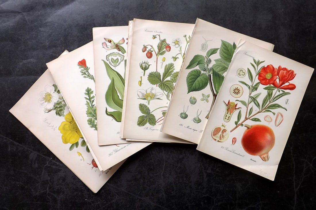 Thome, Otto 1903 Lot of 18 Antique Botanical & Fruit Prints (1 of 4)