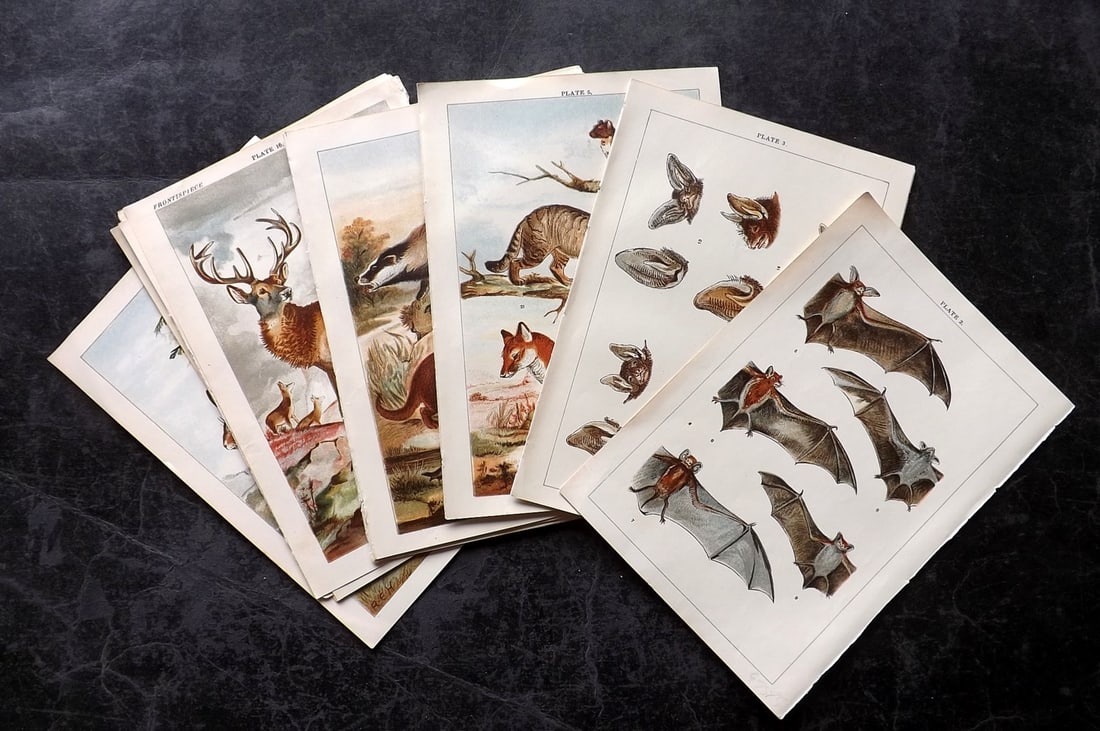 Gordon, W. J. C1900 Lot of 16 Antique Prints. British Mammals (1 of 4)