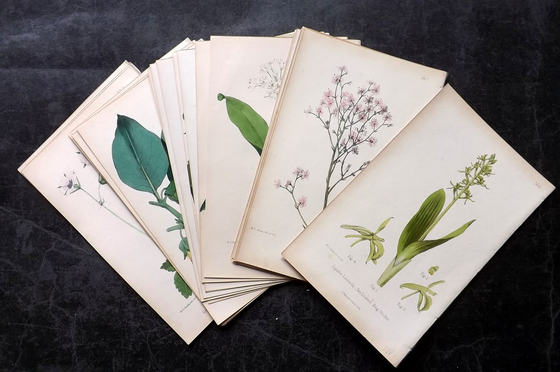 Hogg & Johnson C1870 Lot of 28 Hand Col Botanical Prints: Hand Coloured Lithographs Published 1863-1880, London for "The Wild Flowers of Great Britain" by Robert Hogg & George W. Johnson. Paper Size: 9 x 5.5 inch (23 x 14cm) Good Condition