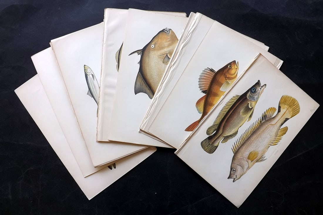 Couch, Jonathan 1878 Lot of 18 Antique Fish Prints: Color Printed Woodblocks Published 1877-78, London for "A History of the Fishes of the British Islands" by Jonathan Couch. Paper Size: 10 x 6 inch (25 x 16cm) Good Condition