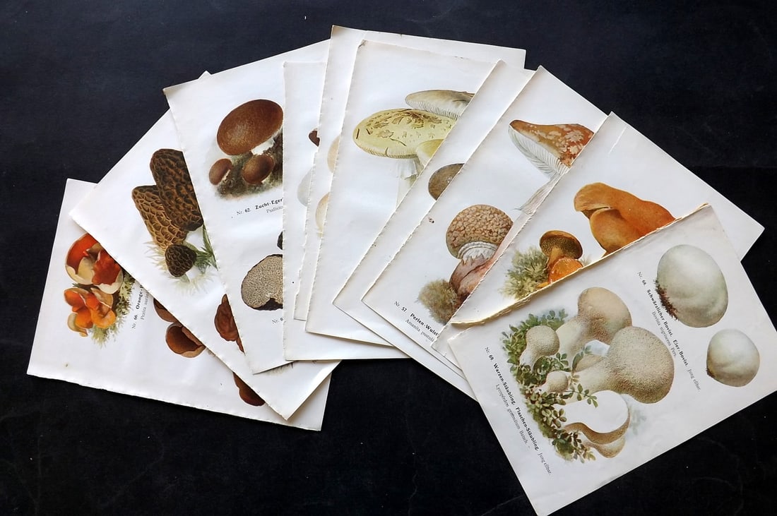 Michael, Edmund 1907 Lot of 10 Antique Mushroom Prints (1 of 4)