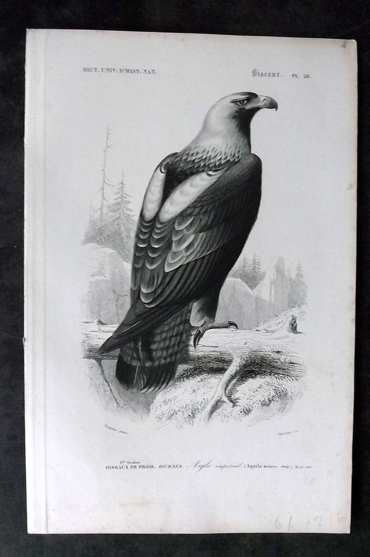d'Orbigny, Charles 1849 Bird Print. Eastern Imperial Eagle (1 of 1)