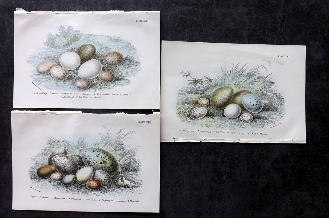 Lloyds's 1897 Lot of 3 Antique Bird Egg Prints (1 of 2)
