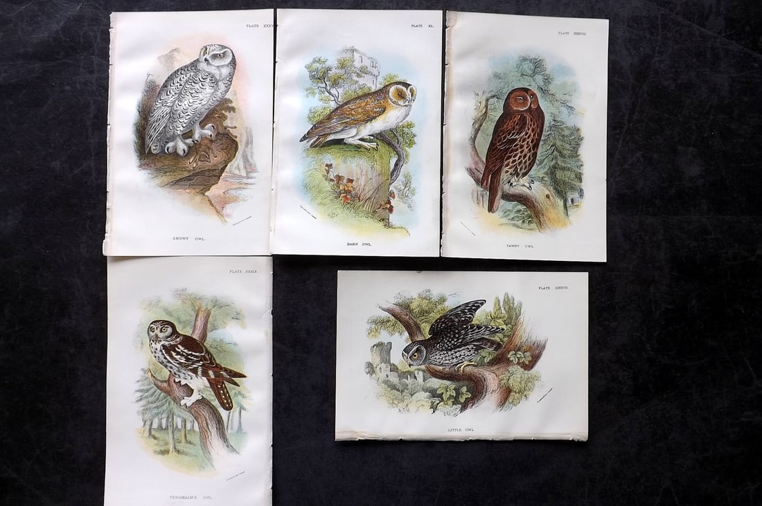 Lloyds's 1897 Lot of 5 Antique Bird Prints. Owls: Chromolithographs Published 1894-97, London for "Lloyds's Natural History..." Edited by R. Bowdler Sharpe, W. F. Kirby, H. O. Forbes, R. Lydekker, and W. R. Olive-Grant. Illustrated after Keulemans, G