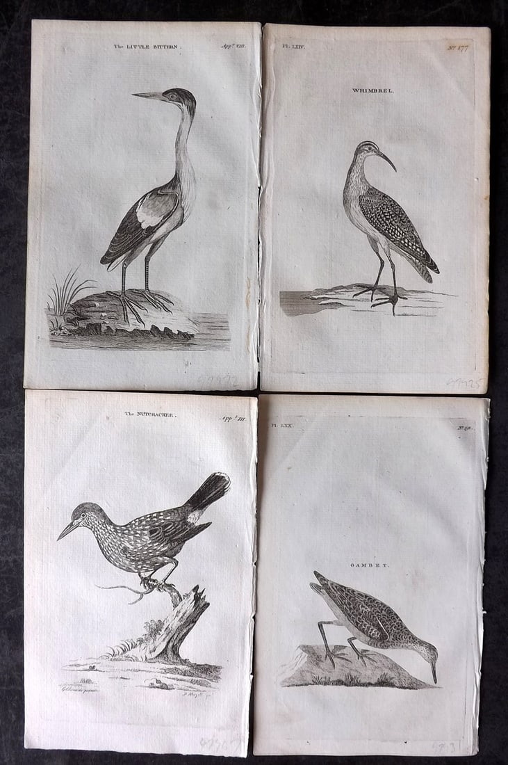 Pennant, Thomas 1776 Lot of 4 Antique Bird Prints (1 of 2)