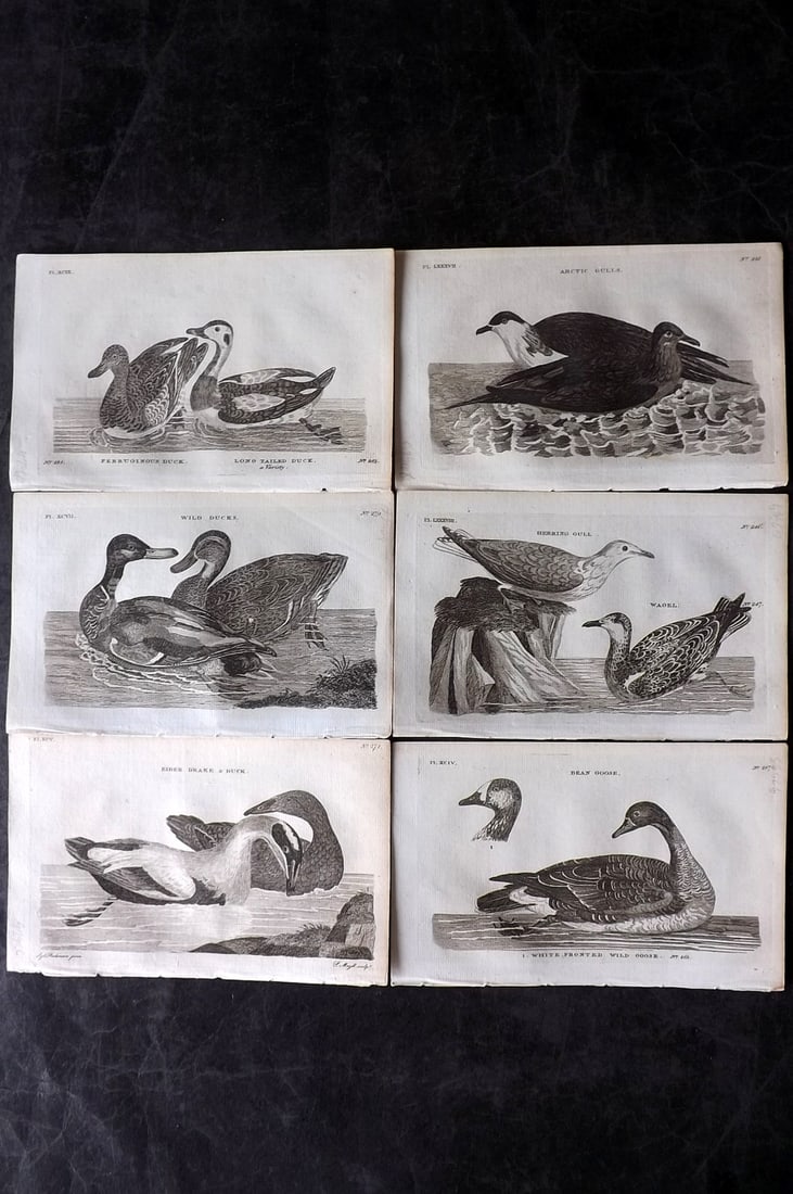 Pennant, Thomas 1776 Lot of 6 Antique Bird Prints: Copper Plates Published 1776-77, London for "British Zoology" by Thomas Pennant. Paper Size: 8 x 5 inch (21 x 13cm) Good Condition