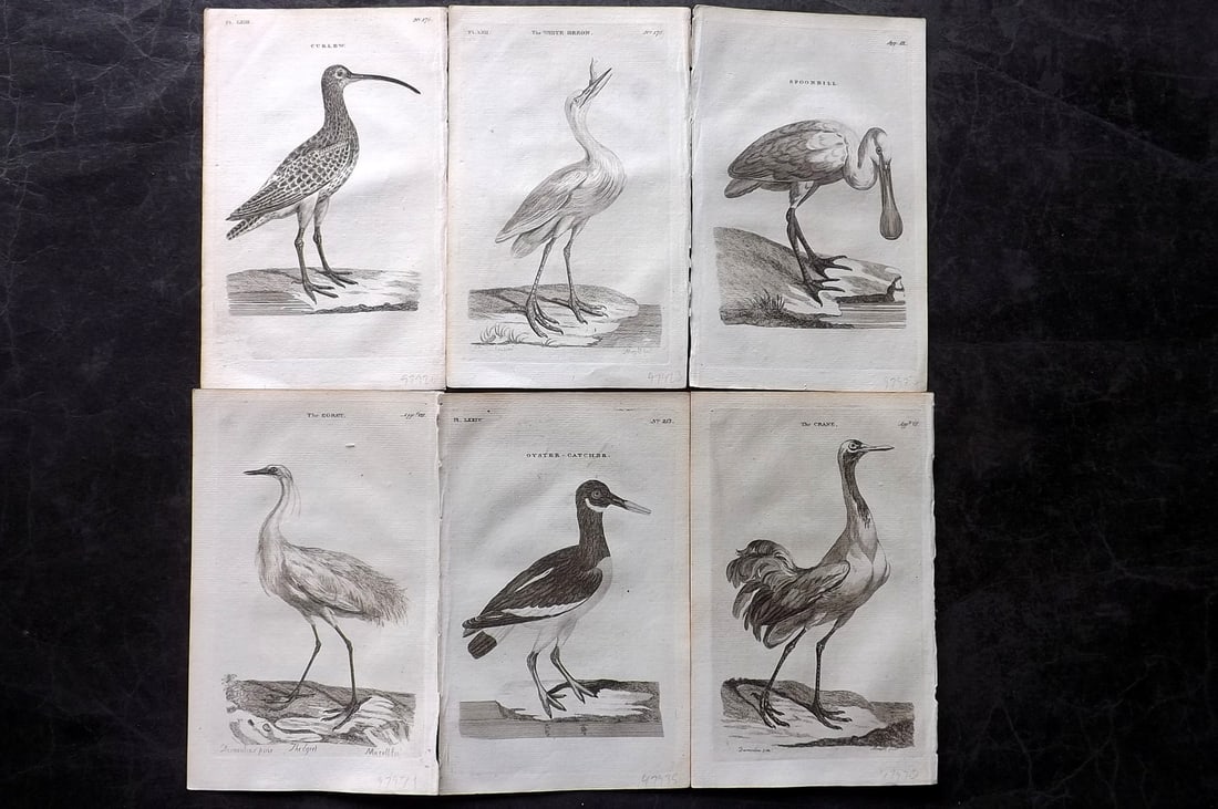 Pennant, Thomas 1776 Lot of 6 Antique Bird Prints (1 of 2)